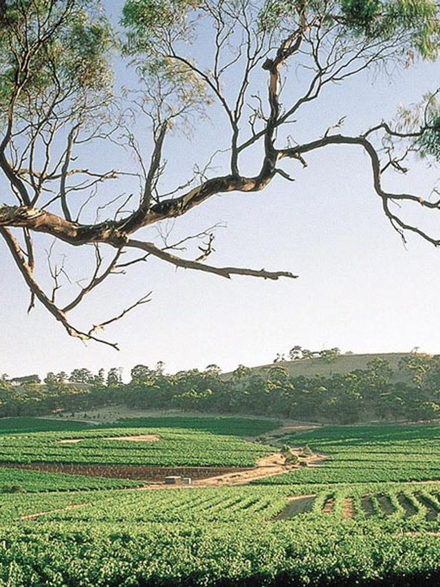 10 Best Wineries in Clare Valley | Man of Many