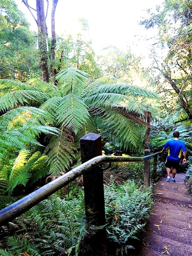 13 Best Walks Near Melbourne for Some Fresh Air | Man of Many