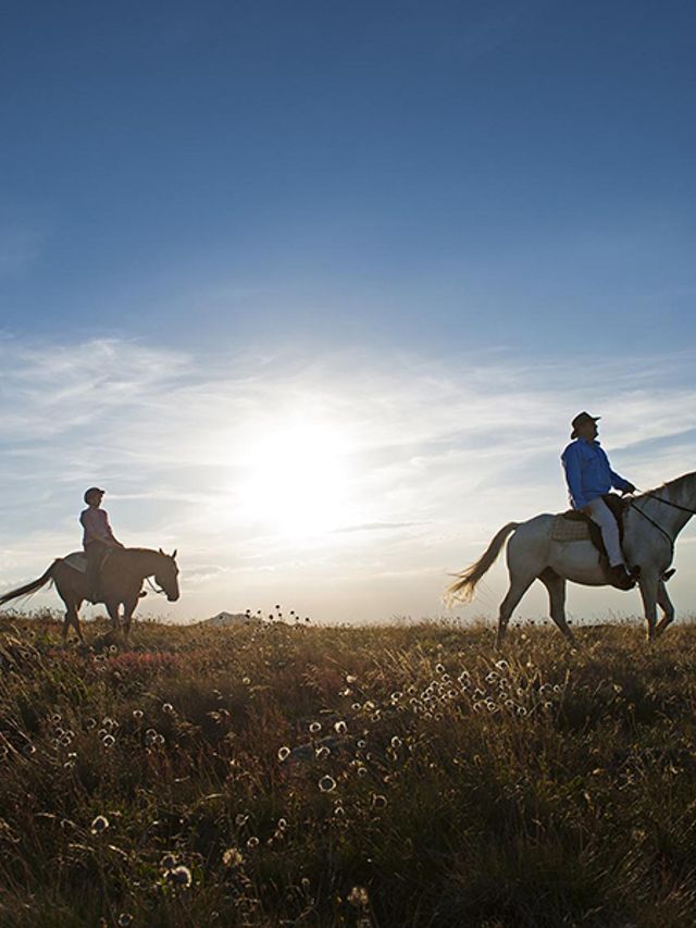 5 Best Places to Go Horse Riding in Melbourne | Man of Many